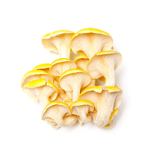 istock Yellow oyster mushrooms 473603482
