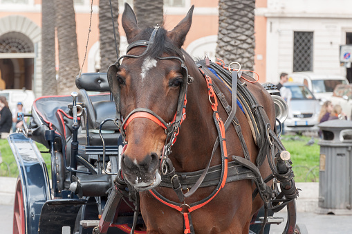 chariot horse for tourist visit in spagna square in rome