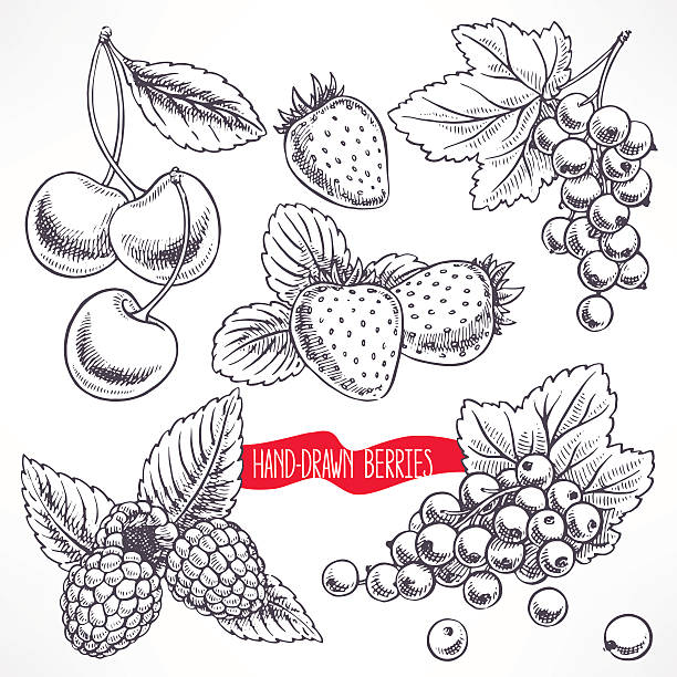 zestaw z różnych jagody - berry fruit currant dessert vector stock illustrations