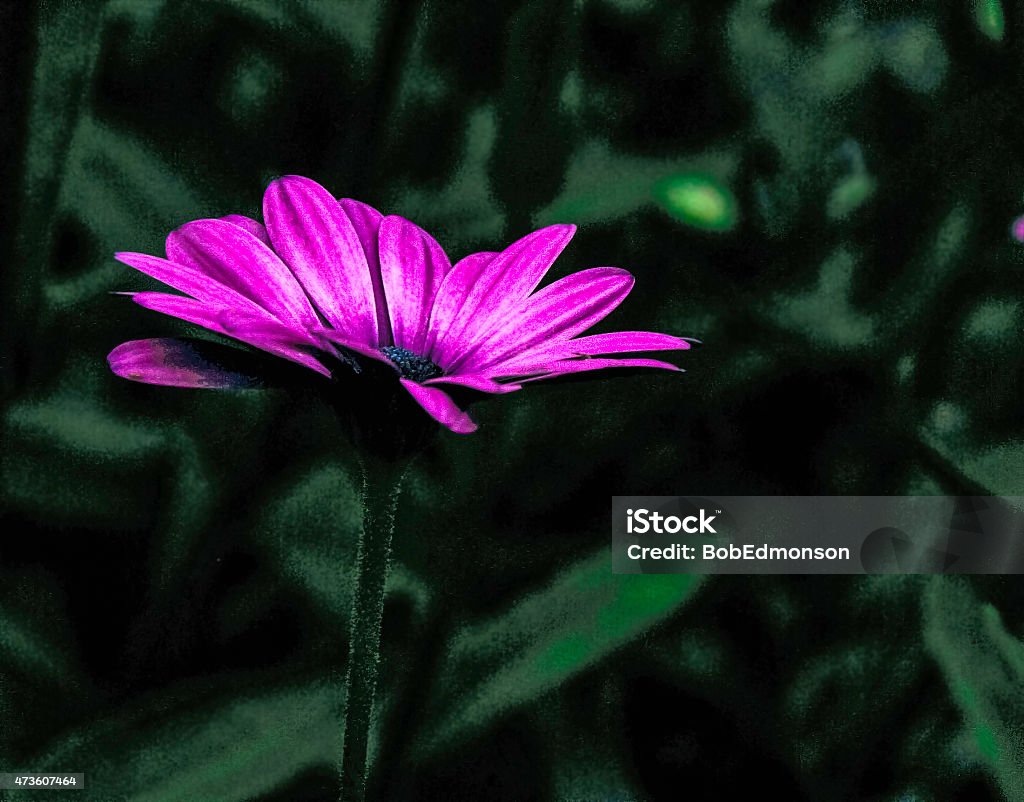 Purple Daisy Picture of a small purple daisy in my flower garden 2015 Stock Photo