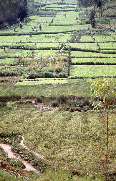 istock Terraced intensive tropical agricultural fields in central Rwanda 473607476