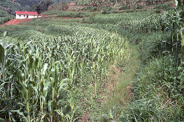 istock Terraced fields in maize on steep hillsides central Rwanda Africa 473607492