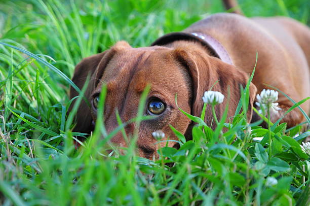 istock Smooth-haired dachshund standard, color red, female 473611716