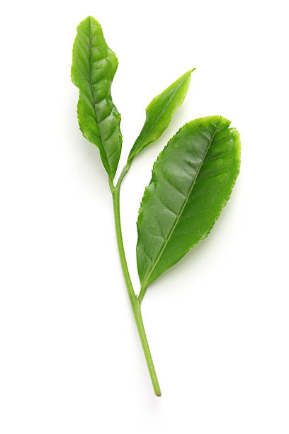 istock japanese green tea young leaves 473611764