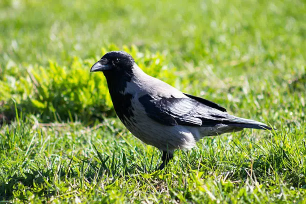Hooded Crow (Corvus cornix), standing on a grassland during sunny weather.