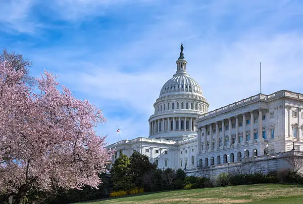 A view of the west facade of the United States Capitol in Washington DC.  The cherry blossoms are in full bloom under a blue sky with swirling white clouds.