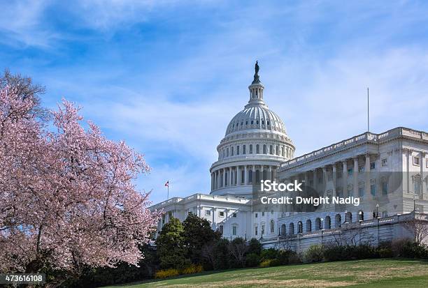 Capitólio Dos Estados Unidos Em West Fachada Com Flores De Cereja - Fotografias de stock e mais imagens de Washington DC