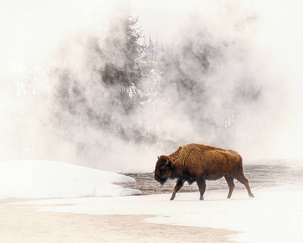 bison em um campo de nevoeiro no parque nacional de yellowstone - cloudscape cloud sky frost - fotografias e filmes do acervo