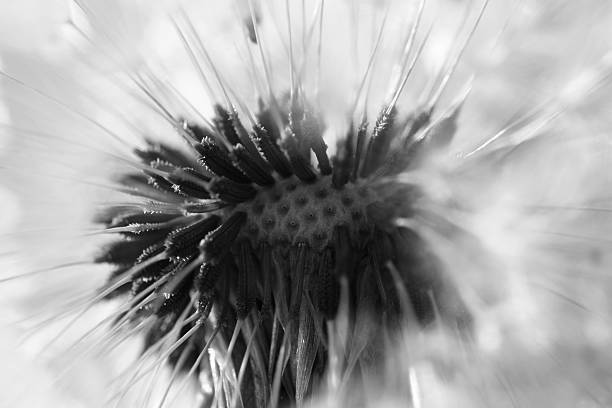 istock Abstract dandelion flower background, extreme closeup 473617296