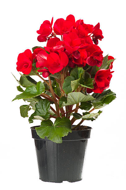 istock yellow begonia flowers 473617392