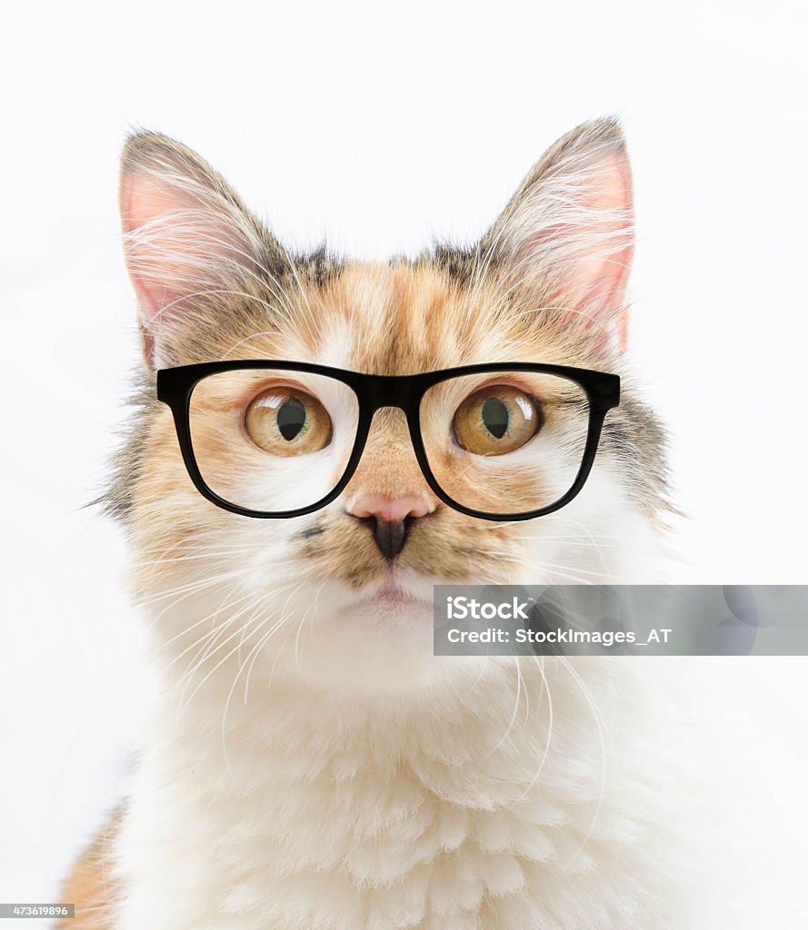 Cat Fun Picture Stock Photo - Download Image Now - Domestic Cat ...