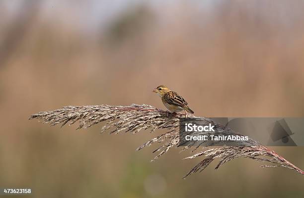 Baya Weaver Female On Perch Stock Photo - Download Image Now - Baya Weaver, 2015, Africa