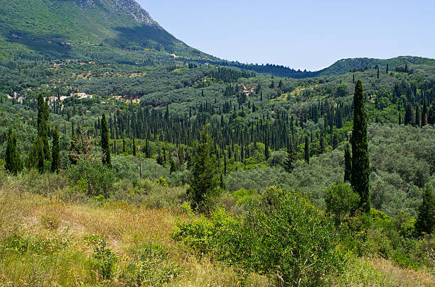 istock Olive orchards in the hills - Corfu, Greece 473625346