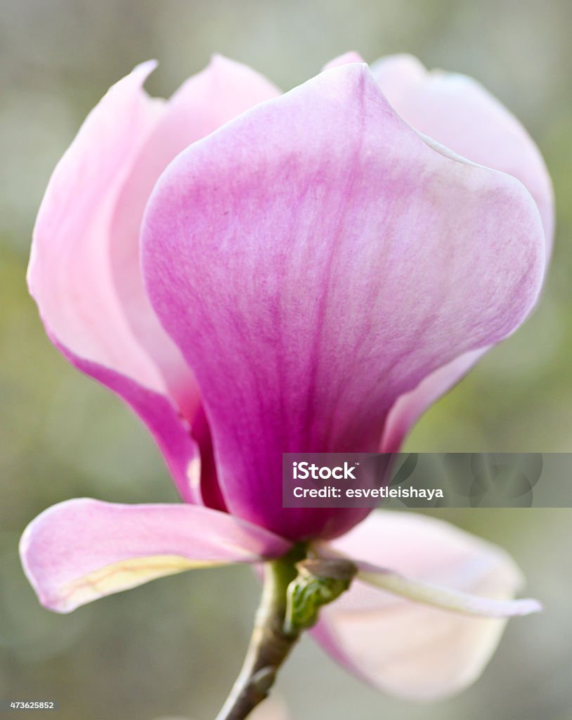Magnolia flower Beautiful magnolia flower 2015 Stock Photo