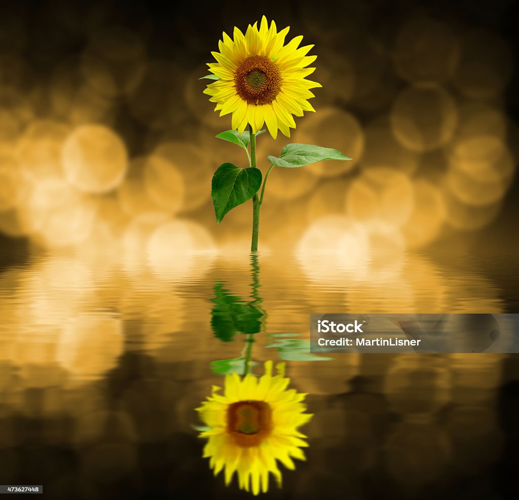 Beautiful sunflower, background with bokeh Beautiful sunflower, background with bokeh  2015 Stock Photo