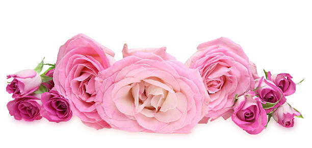 istock Flower head of roses 473630882
