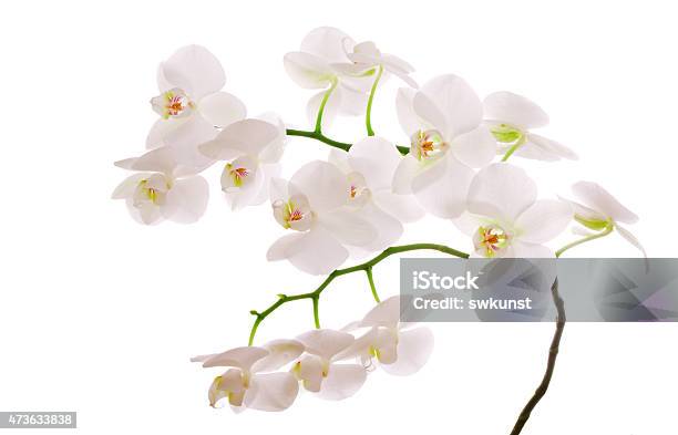 White Orchid Branch Stock Photo - Download Image Now - 2015, 45 RPM, Beauty In Nature