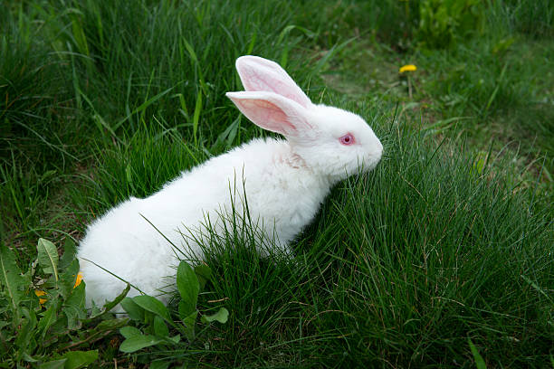 Rabbit in grass stock photo