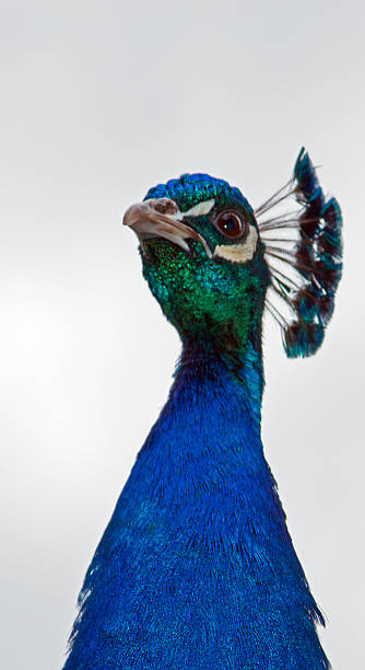istock Peacock in the Mountains near Adelaide Australia 473634184