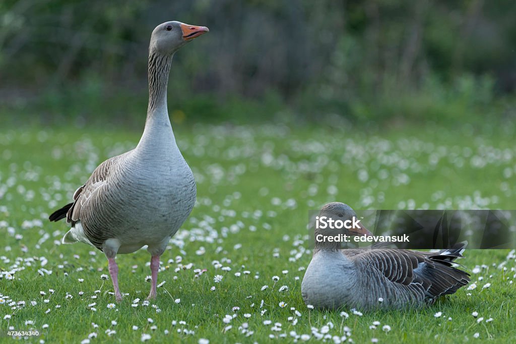 Greylag goose Greylag geese along the River Thames near Reading Greylag Goose Stock Photo