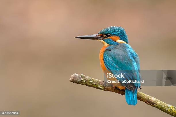 Common Kingfisher Stock Photo - Download Image Now - 2015, Animal, Animal Behavior