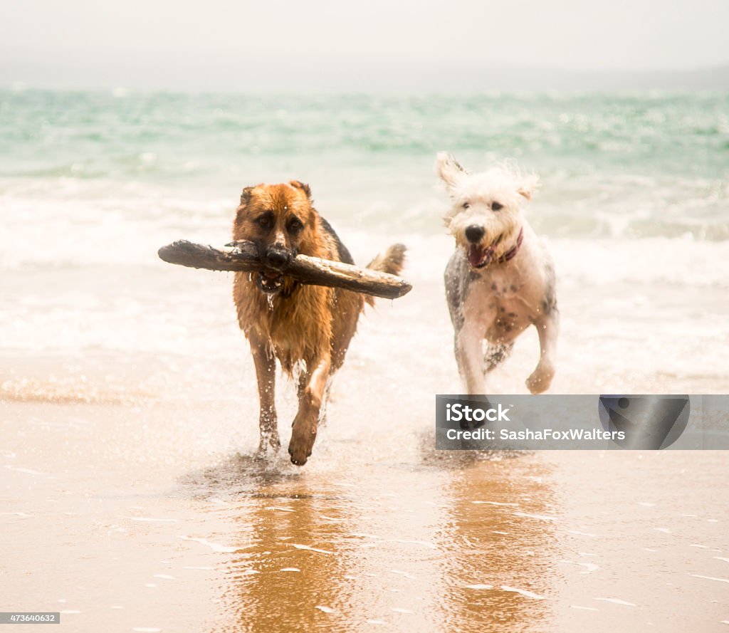 dogs running on beach 2015 Stock Photo