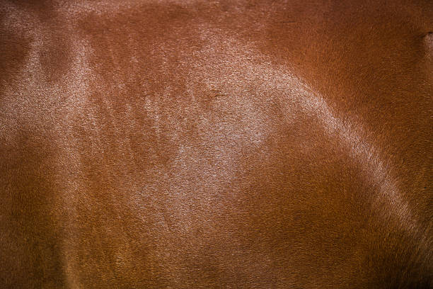 istock Brown horse fur background 473640908