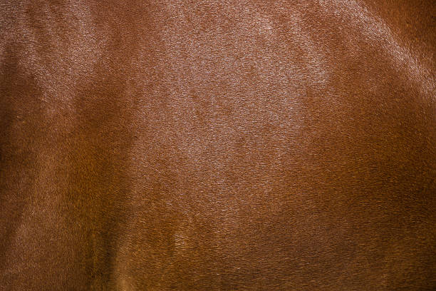 istock Brown horse fur background 473640918