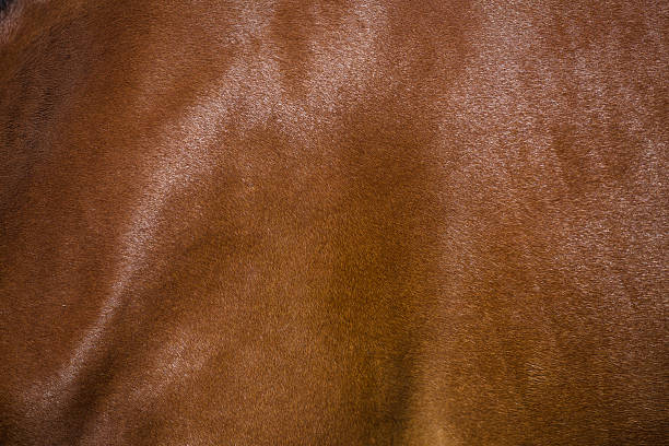 istock Brown horse fur background 473640924