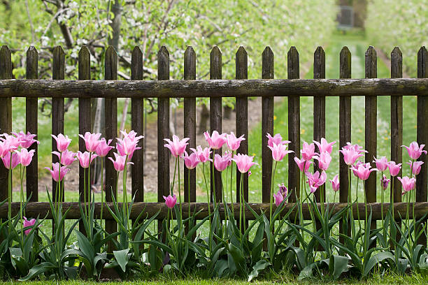 istock Pink tulips at garden fence 473642880