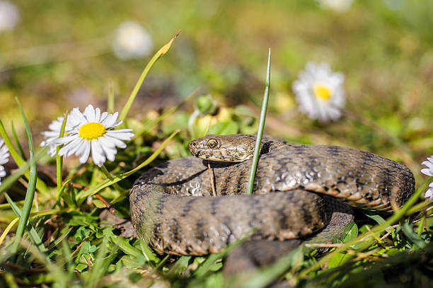 Snake,viper Viper is in the meadow with daisy common adder stock pictures, royalty-free photos & images