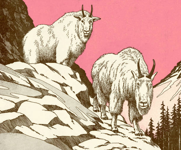 kuvapankkikuvitukset aiheesta kaksi vuohta - mountain goat