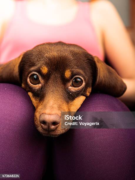 Mixed Dog Relaxing On Human Legs Stock Photo - Download Image Now - 2015, Animal, Brown