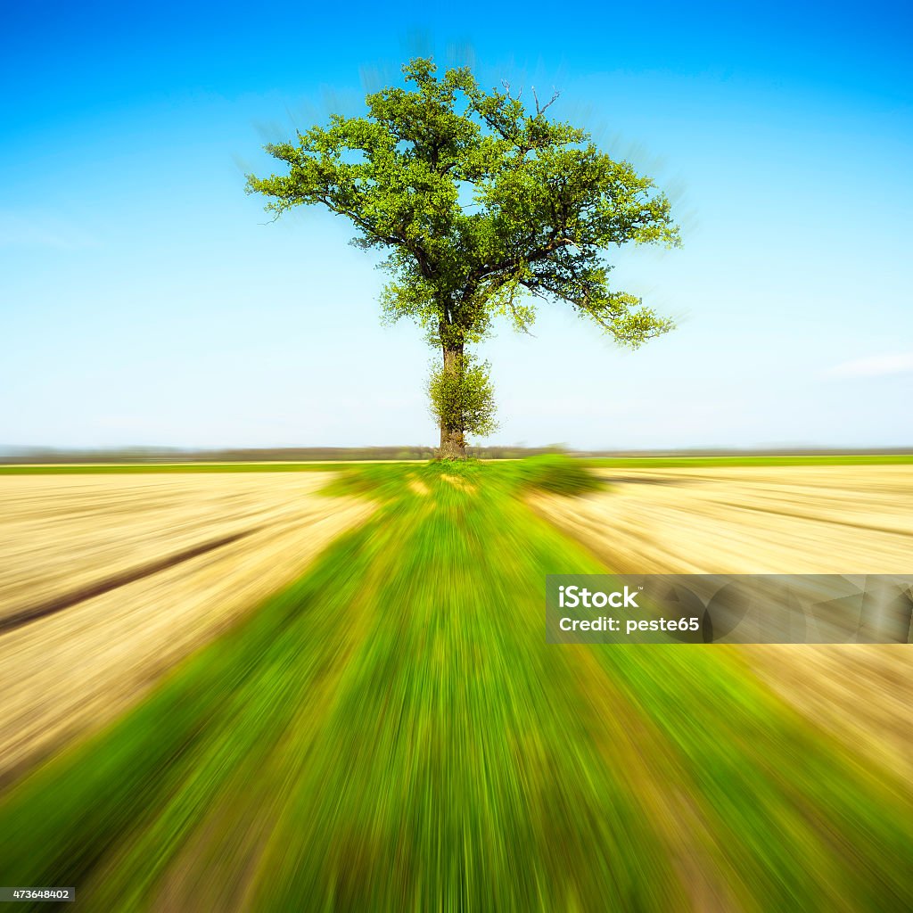 Power of the Nature. Color image Representation of the force of nature, through a lonely tree in spring, in the countryside area of Lomellina (between Piedmont and Lombardy, Northern Italy). Added film effect 2015 Stock Photo