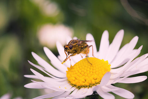 istock Macro of profile common yellow dung fly 473648486