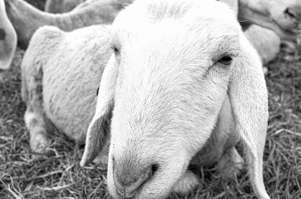 istock Sheep closeup. Black and white photo 473651994