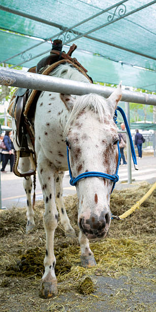istock Horse closeup. Color image 473652036