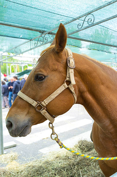 istock Horse closeup. Color image 473652042