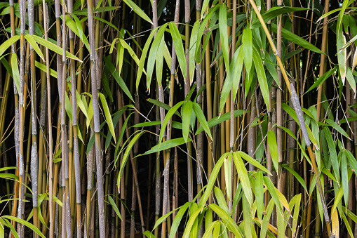 bamboo stalks and leaves