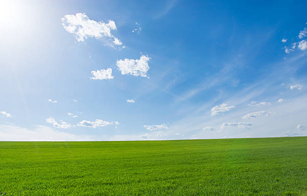 A clear green meadow against a bright blue sky