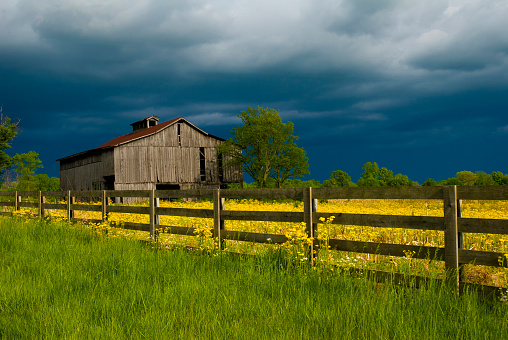 Kentucky Barn in a field of yellow Butterweed flowers with spring storm clouds.