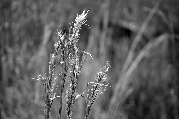 wild reed en noir et blanc dans le champ - grained black tranquil scene solitude photos et images de collection