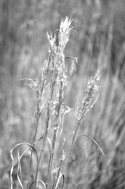 noir et blanc wild reed dans le champ - grained black tranquil scene solitude photos et images de collection