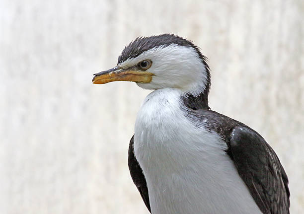 A Little Pied Cormorant (Microcarbo melanoleucos) profile shot.
