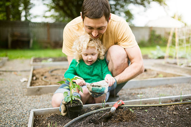 istock Father and Daughter Planting Garden 473661052