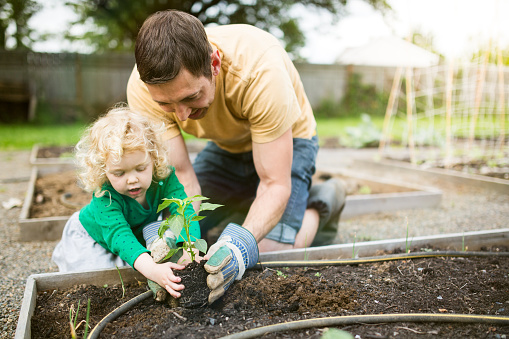 A happy smiling young father and his little girl dig a hole in a raised garden bed and plant a small vegetable start in the rich soil.  The dad teaches the child the basics of growing vegetables in a community garden.  Horizontal image with copy space.