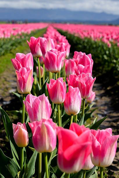 istock Pink row of tulips 473665970
