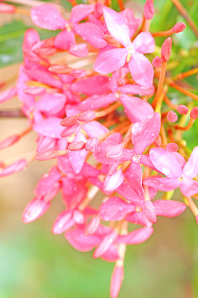 istock The bunch of pink Ixora 473673026