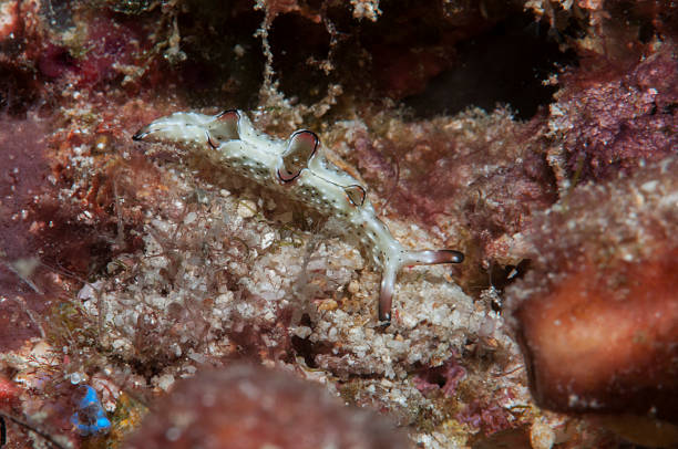 istock Elysia ornata, sea slug 473676390