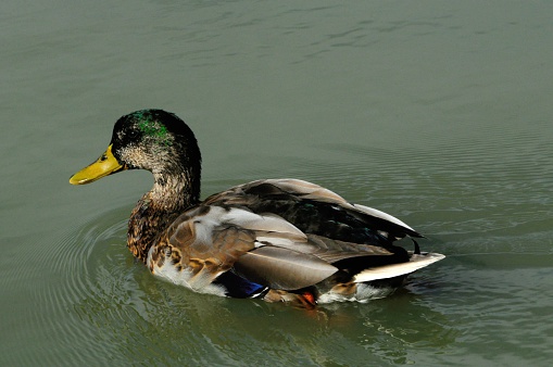 Close up portrait of a male mallard duck.